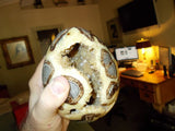 Septarian (Septerye) Stone Egg Geode Plus a Quartz Cluster Specimen.